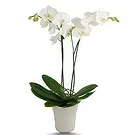 Hatem flowers  -  White Grace Flower Bouquet/Arrangement