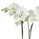 Hatem flowers  -  White Grace Flower Bouquet/Arrangement