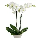 Hatem flowers  -  White Grace Flower Bouquet/Arrangement