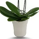 Hatem flowers  -  White Grace Flower Bouquet/Arrangement