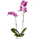 Hatem flowers  -  New Day Flower Bouquet/Arrangement