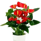 Hatem flowers  -  Shiny Heart Flower Bouquet/Arrangement