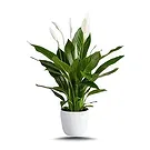 Hatem flowers  -  Green Palm Flower Bouquet/Arrangement