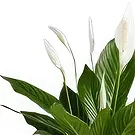 Hatem flowers  -  Green Palm Flower Bouquet/Arrangement