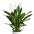 Hatem flowers  -  Green Palm Flower Bouquet/Arrangement