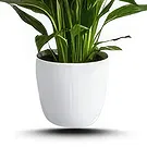 Hatem flowers  -  Green Palm Flower Bouquet/Arrangement