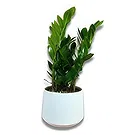 Hatem flowers  -  Tropical Elegance Flower Bouquet/Arrangement