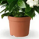 Hatem flowers  -  Fragrant Addition Flower Bouquet/Arrangement