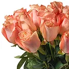 Oman flowers  -  Bunch of 18 Salmon Roses Flower Bouquet/Arrangement