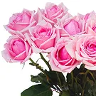 Oman flowers  -  15 pink roses with vase Flower Bouquet/Arrangement