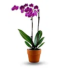 Oman flowers  -  Dark purple orchid plant Flower Bouquet/Arrangement