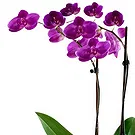 Oman flowers  -  Dark purple orchid plant Flower Bouquet/Arrangement