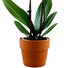 Oman flowers  -  Dark purple orchid plant Flower Bouquet/Arrangement