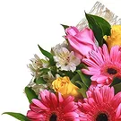 Oman flowers  -  Bouquet of pink gerberas and white alstromeri Flower Bouquet/Arrangement