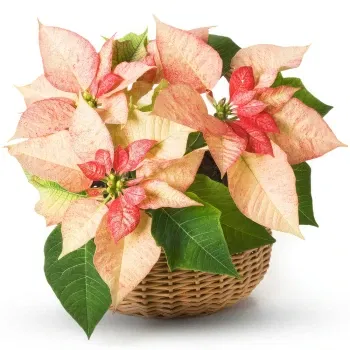 Athens online Florist - Arrangement of pink poinsettias in basket Bouquet