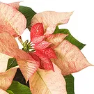 Oman flowers  -  Arrangement of pink poinsettias in basket Flower Bouquet/Arrangement