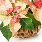Oman flowers  -  Arrangement of pink poinsettias in basket Flower Bouquet/Arrangement