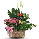 fiorista fiori di Tutte le altre città- Disposizione delle piante in fiore Bouquet floreale