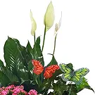 fiorista fiori di Tutte le altre città- Disposizione delle piante in fiore Bouquet floreale