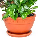 Enterprise flowers  -  Composition of green plants Flower Bouquet/Arrangement