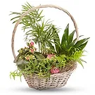 Queensborough / Tunbridge flowers  -  Basket of green plants Flower Bouquet/Arrangement