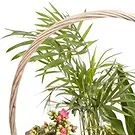 Queensborough / Tunbridge flowers  -  Basket of green plants Flower Bouquet/Arrangement