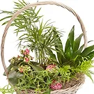 Queensborough / Tunbridge flowers  -  Basket of green plants Flower Bouquet/Arrangement