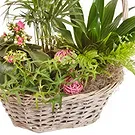 Queensborough / Tunbridge flowers  -  Basket of green plants Flower Bouquet/Arrangement