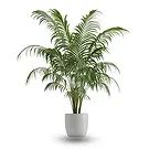 Riversdale flowers  -  Kentia plant Flower Bouquet/Arrangement