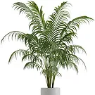 Riversdale flowers  -  Kentia plant Flower Bouquet/Arrangement