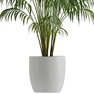 Riversdale flowers  -  Kentia plant Flower Bouquet/Arrangement