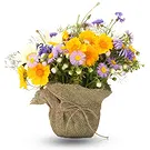 Queensborough / Tunbridge flowers  -  Composition of daisies plants Flower Bouquet/Arrangement