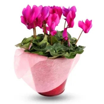 Philippines online Florist - Cyclamen plant Bouquet