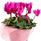 Birmingham flowers  -  Cyclamen plant Flower Bouquet/Arrangement