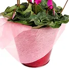 Birmingham flowers  -  Cyclamen plant Flower Bouquet/Arrangement