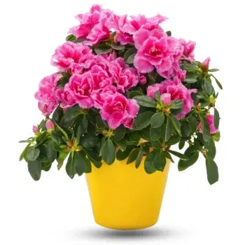 Philippines online Florist - Pink Flower Bouquet