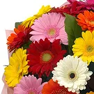 Oman flowers  -  Bouquet of multi-coloured gerberas Flower Bouquet/Arrangement