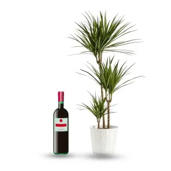 Mongolia online Florist - Green plant with bottle of red wine Bouquet