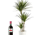 flores de Cagayan de Oro- Planta verde com garrafa de vinho tinto Bouquet/arranjo de flor