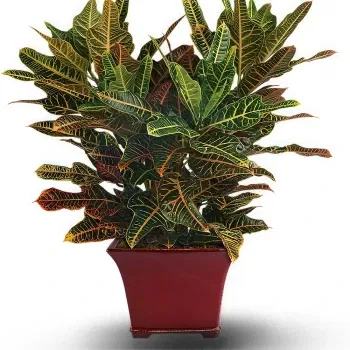 Vietnam flori- Croton Floare Livrare