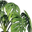 Birmingham flowers  -  Monstera Flower Bouquet/Arrangement