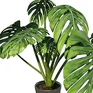 Birmingham flowers  -  Monstera Flower Bouquet/Arrangement