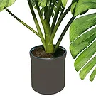 Birmingham flowers  -  Monstera Flower Bouquet/Arrangement