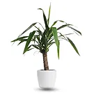 Holland flowers  -  Dracaena Flower Bouquet/Arrangement