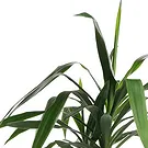 Holland flowers  -  Dracaena Flower Bouquet/Arrangement