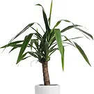 Holland flowers  -  Dracaena Flower Bouquet/Arrangement