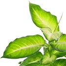Adelia Maria-virágok- Dieffenbachia Virágkötészeti csokor
