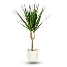 Birmingham flowers  -  Green plant Flower Bouquet/Arrangement