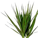 Birmingham flowers  -  Green plant Flower Bouquet/Arrangement