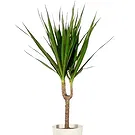 Birmingham flowers  -  Green plant Flower Bouquet/Arrangement